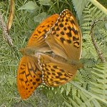  Two silver-washed fritillaries on the job. 