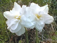 double white poeticus narcissi