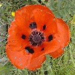 Red poppy