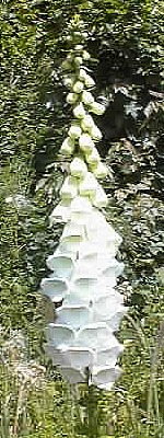 White Foxglove
