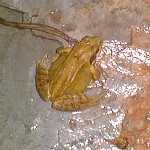 Common frog