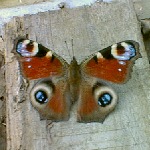 Peacock Butterfly