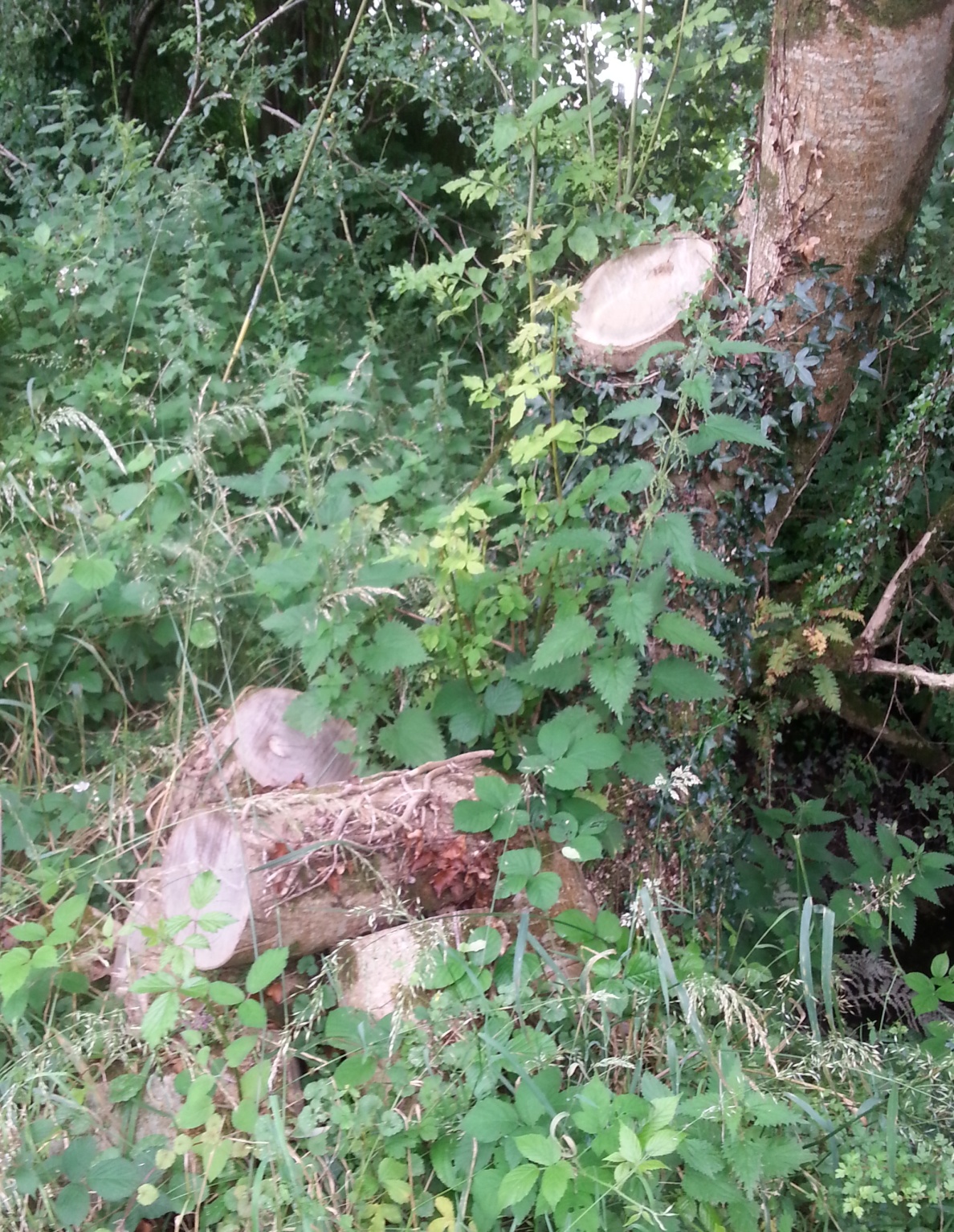 felled birch
