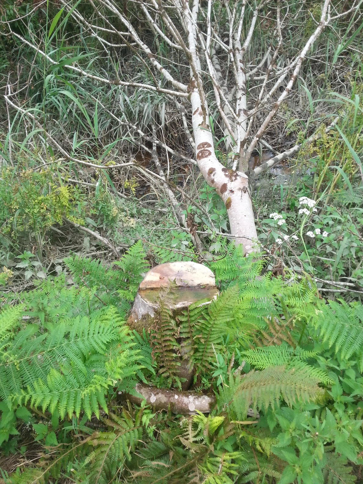 felled birch