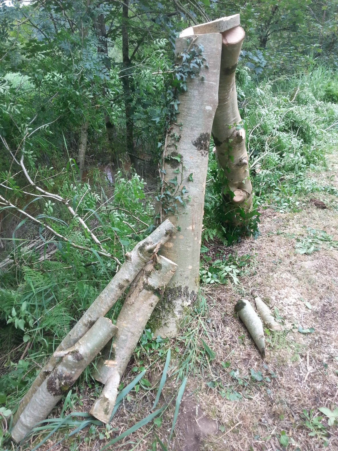 felled birch