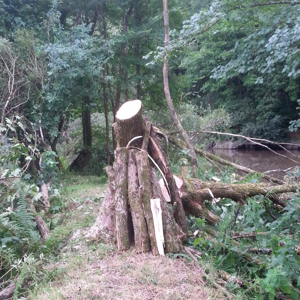 felled willow