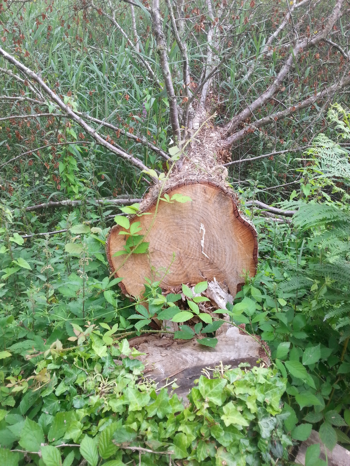 felled willow