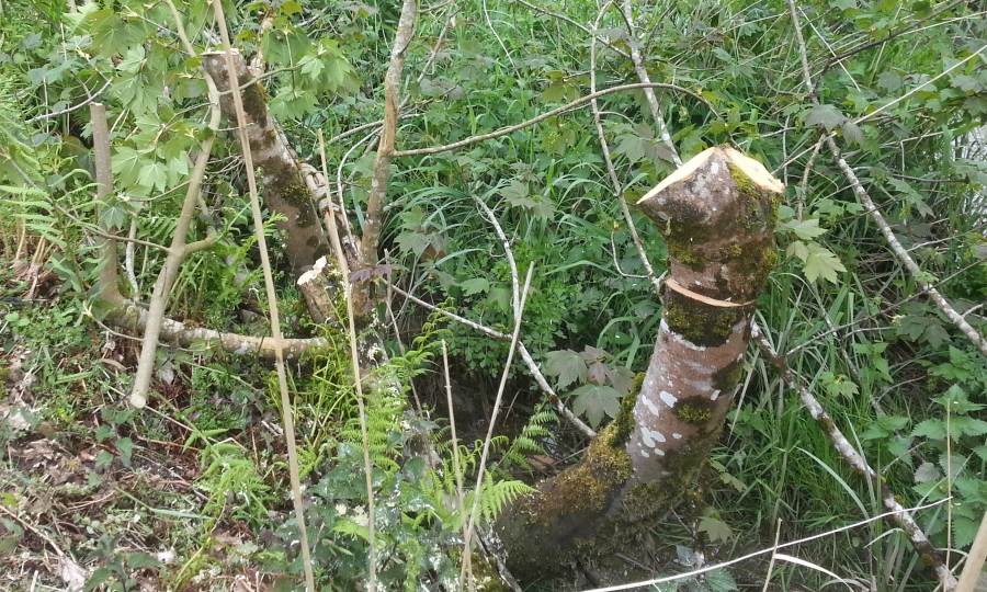 felled sycamore