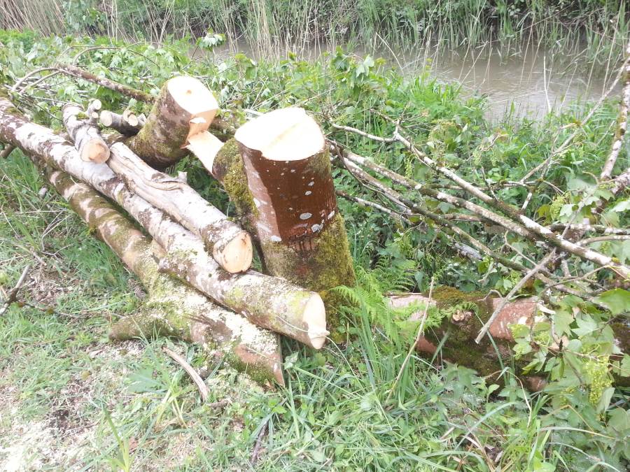 felled sycamore