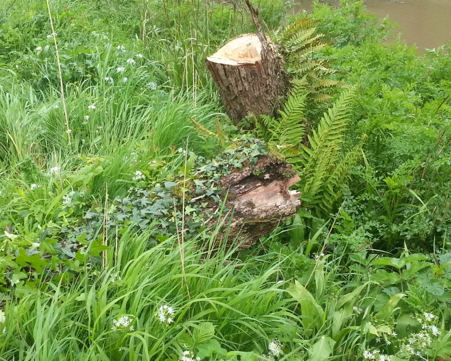dead willow