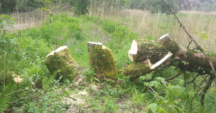 felled sycamore