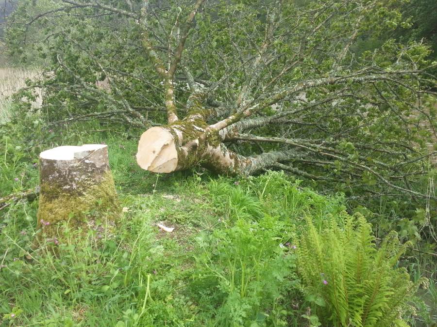 felled sycamore