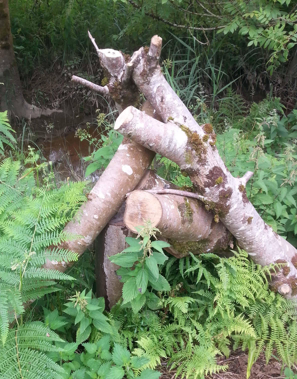 felled birch