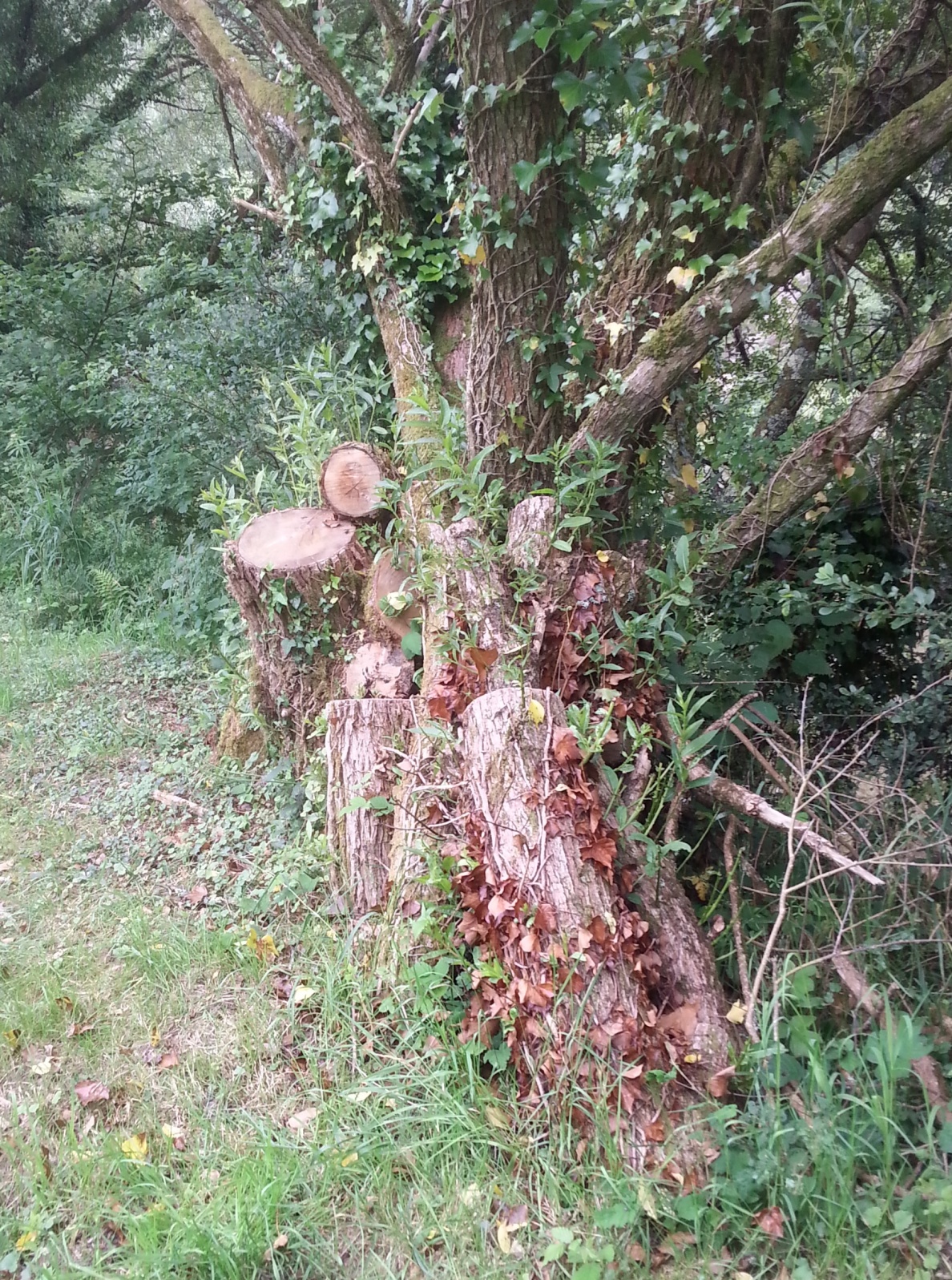 felled birch