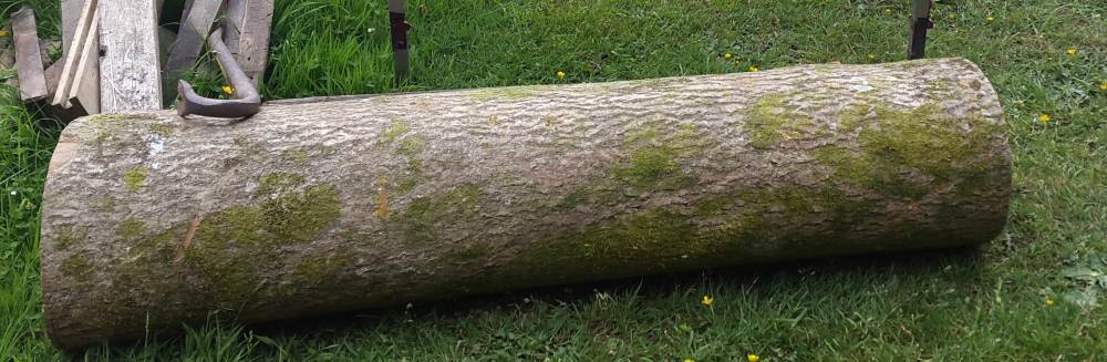 preparing tree for felling