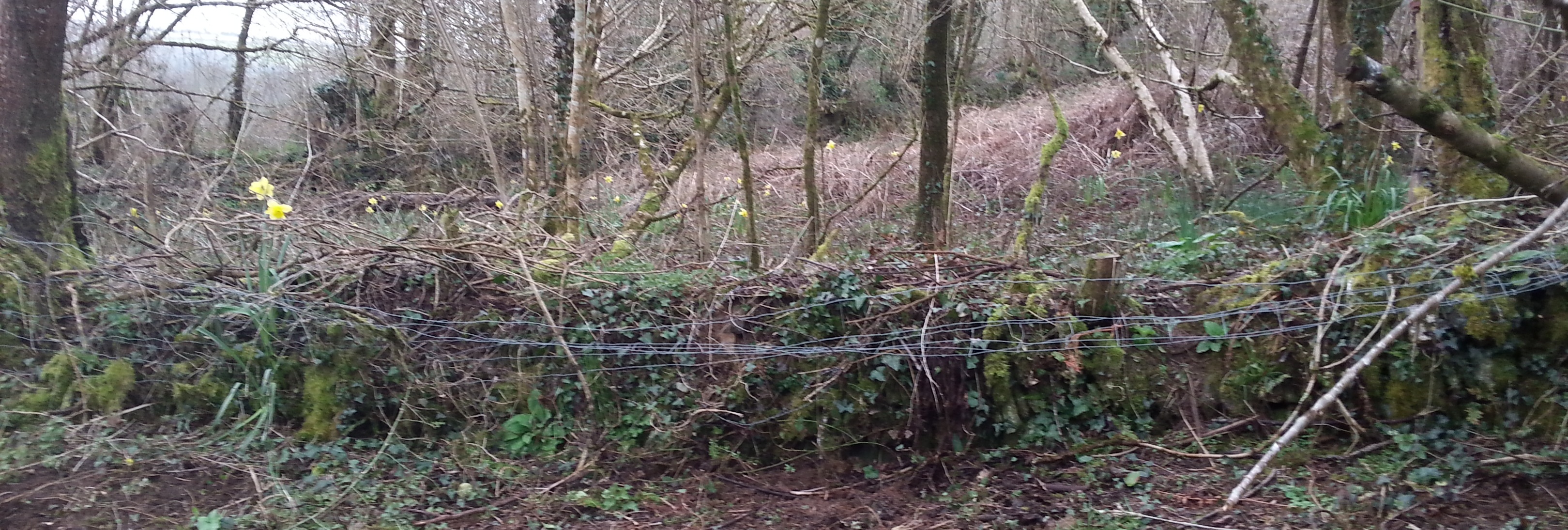fencing