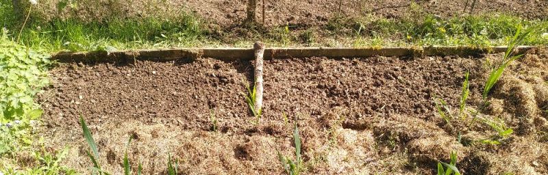 April plot for broad beans 2026
