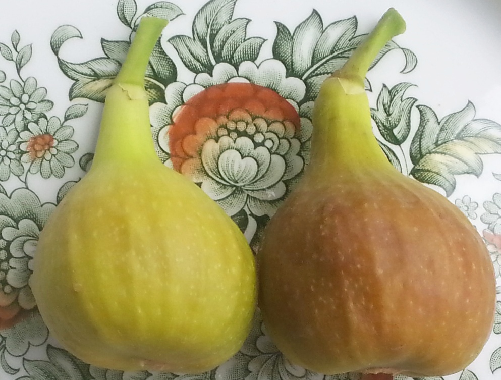 fig