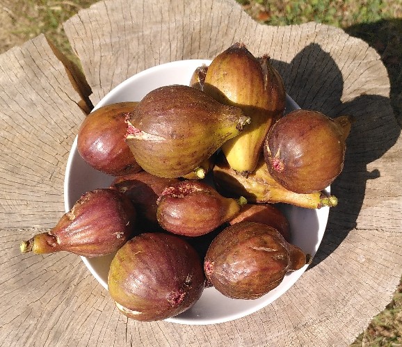 August 22nd: Second bowl of figs