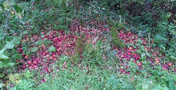 Fall of apples 1