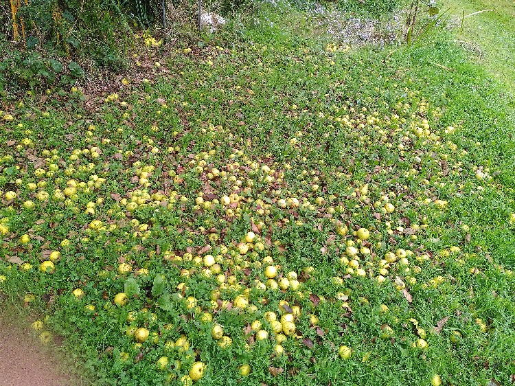 Fall of apples 1