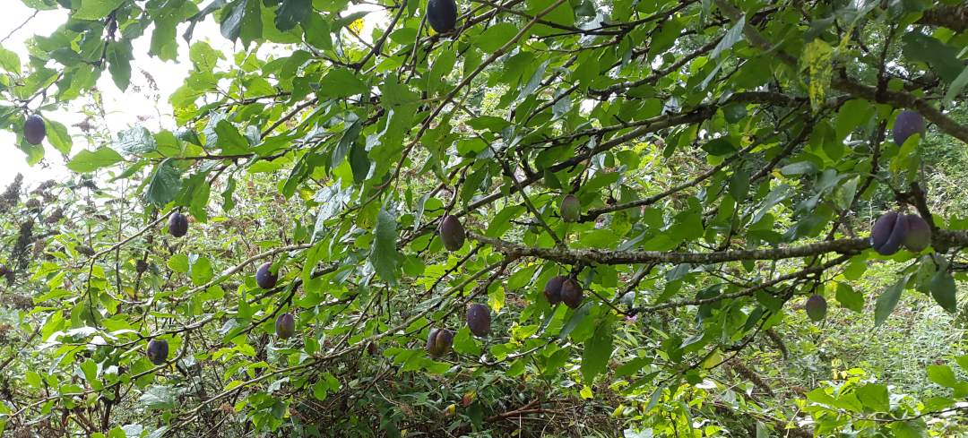 A few plums