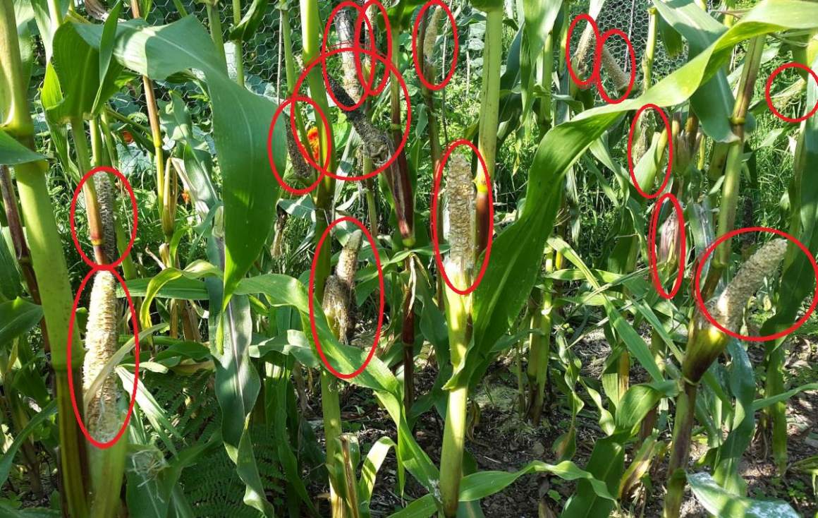 maize eaten by rats before ripe :)