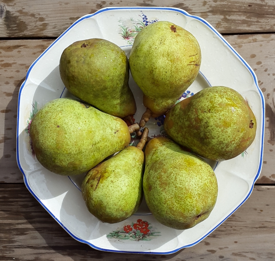  6 pears brought in to ripen