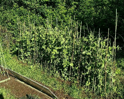 Plot 1. Inside fenced area