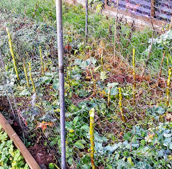 broccoli ate  by rabbit