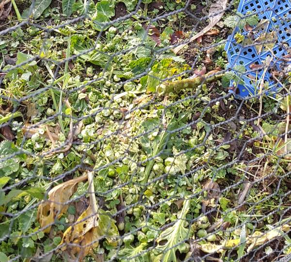 brussel sprouts  ate by rabbit