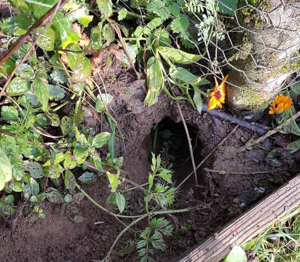 dig for kale by rabbit