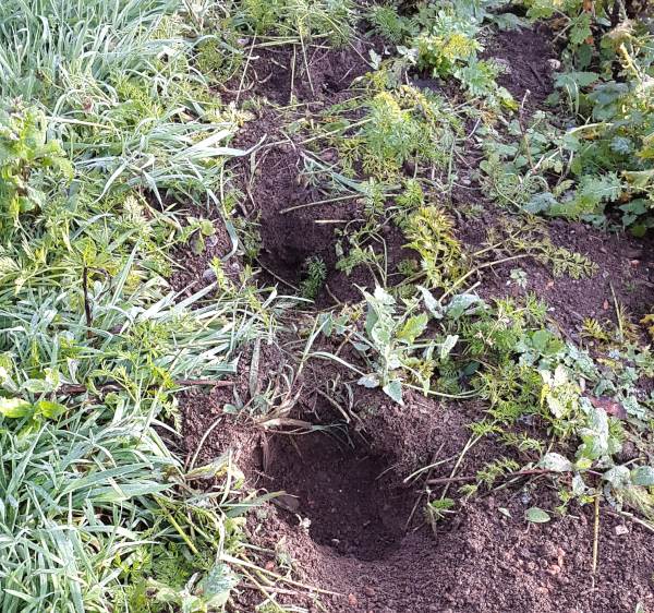 carrots dug up by rabbit