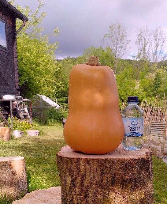 3.2kg Butternut squash. Year 2025