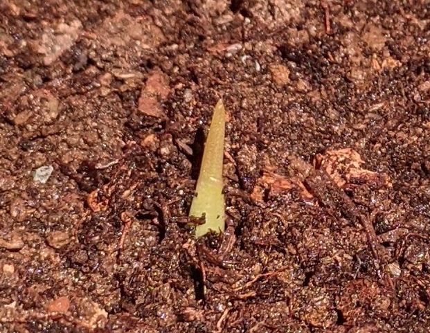 Turmeric sprout: 10th August