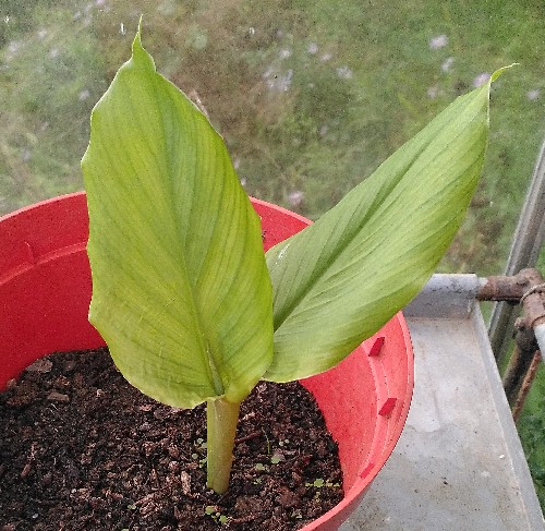 Turmeric growth 15th September