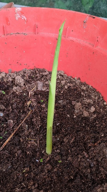 Turmeric growth 20th August