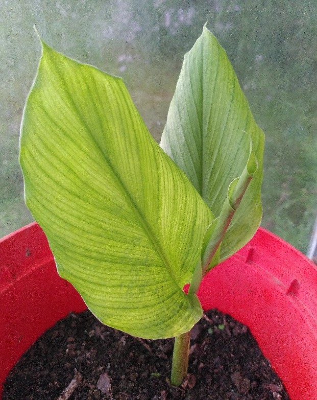 Turmeric growth 21st September