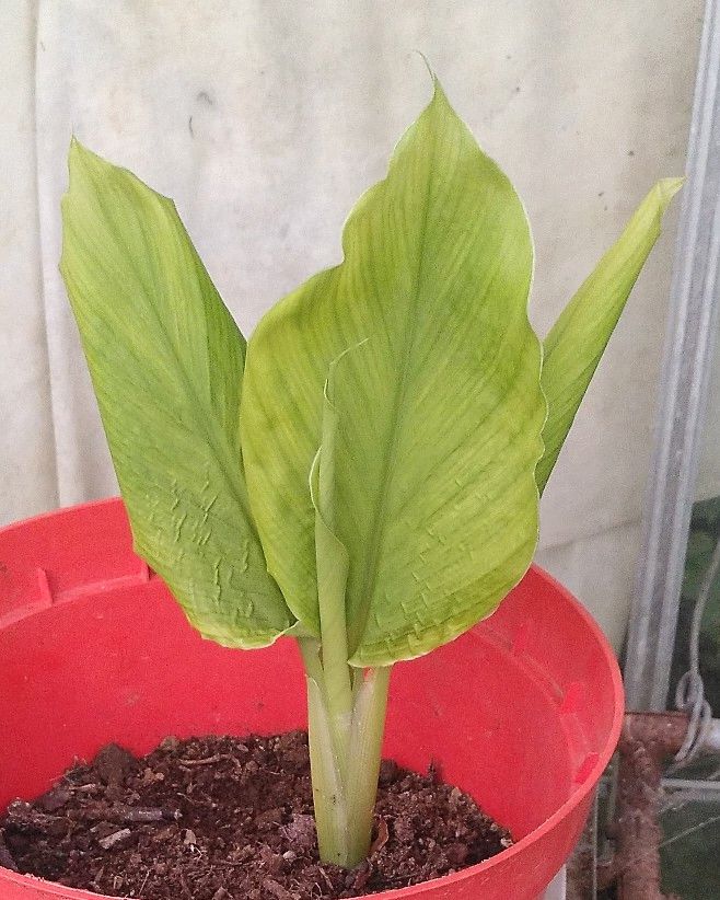 Turmeric growth 24th October