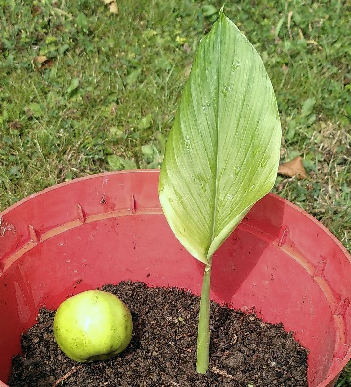 Turmeric growth 29th August