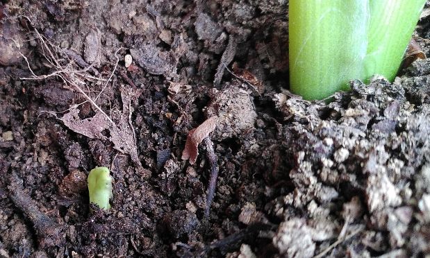 Turmeric growth 29th October