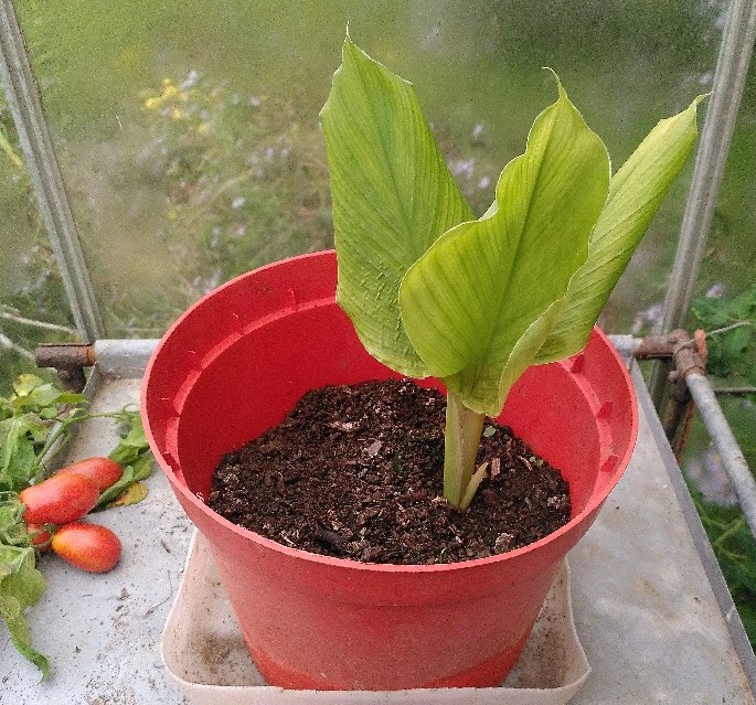 Turmeric growth 8th October