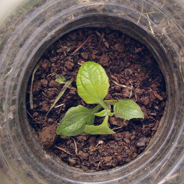 First yacón planted out