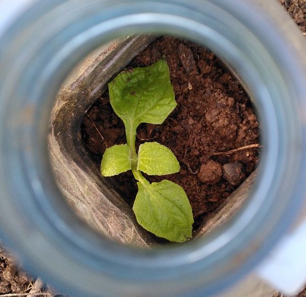 2nd yacón planted out