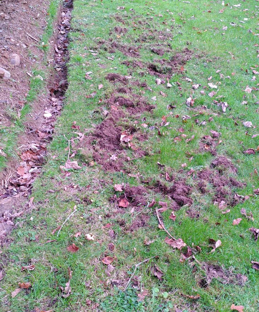 possible badger disturbance