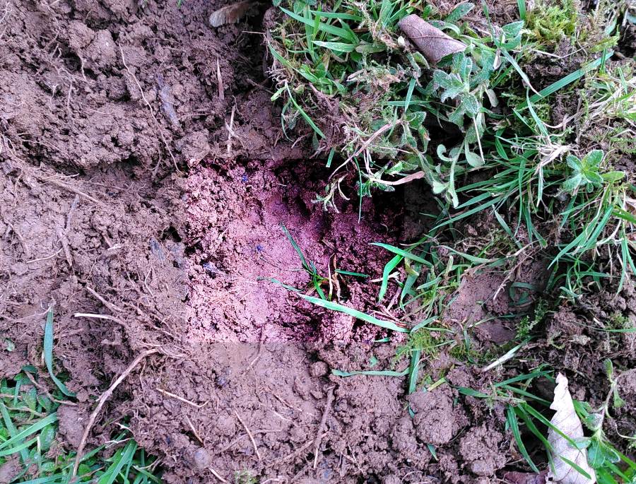 possible badger disturbance