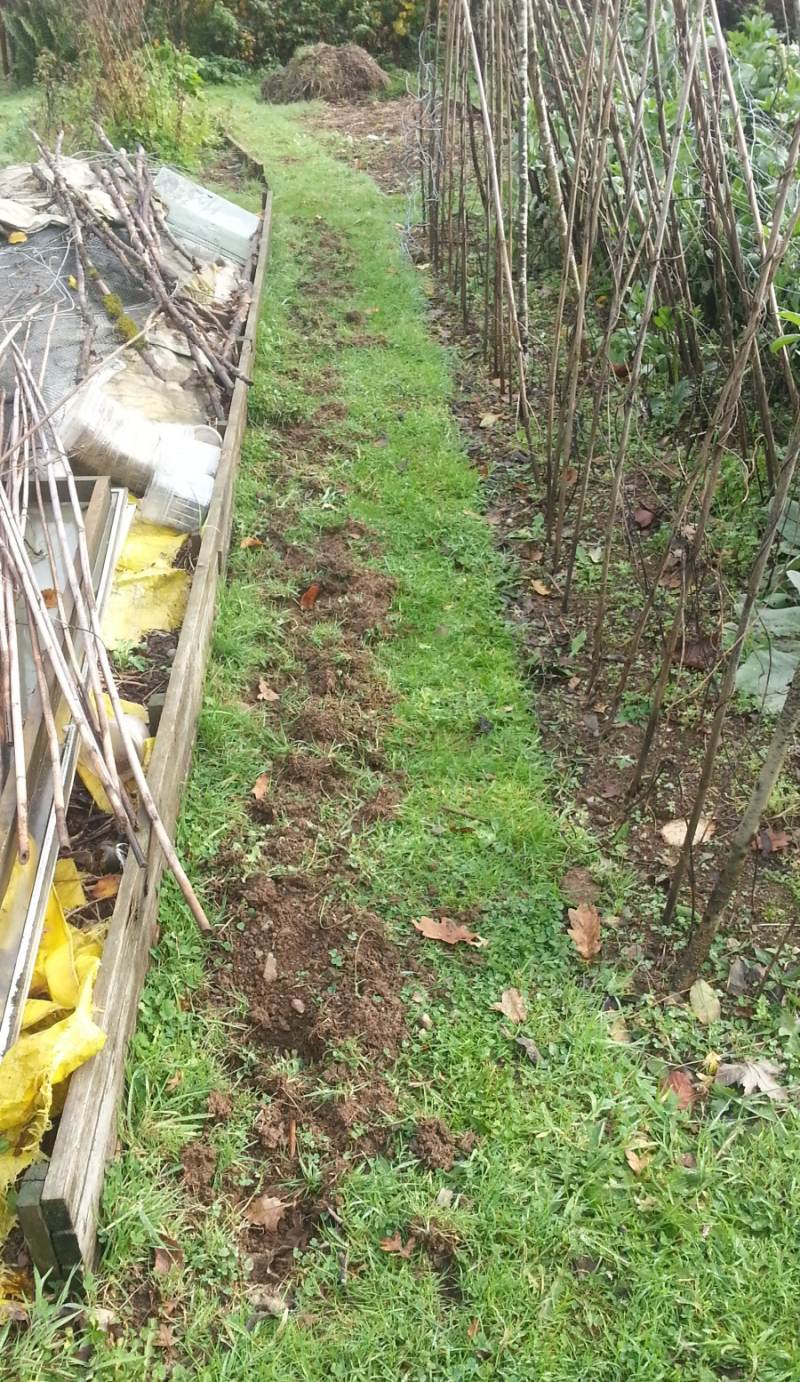 possible badger disturbance