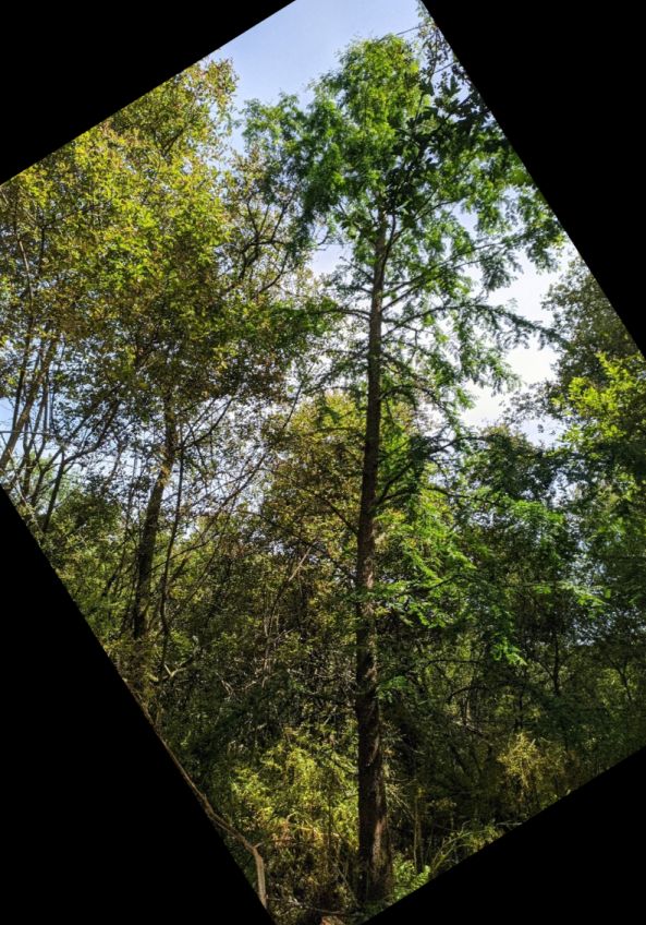 dawn redwood may 2024
