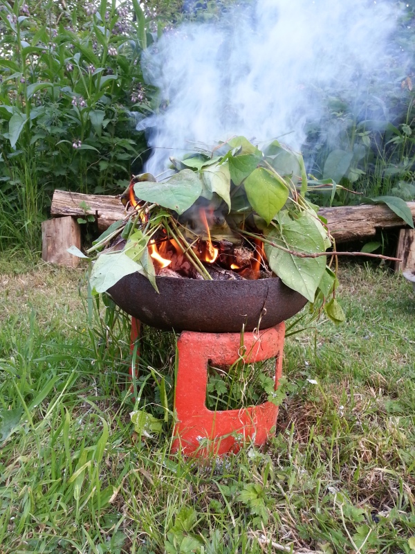 japanese knotweed burning