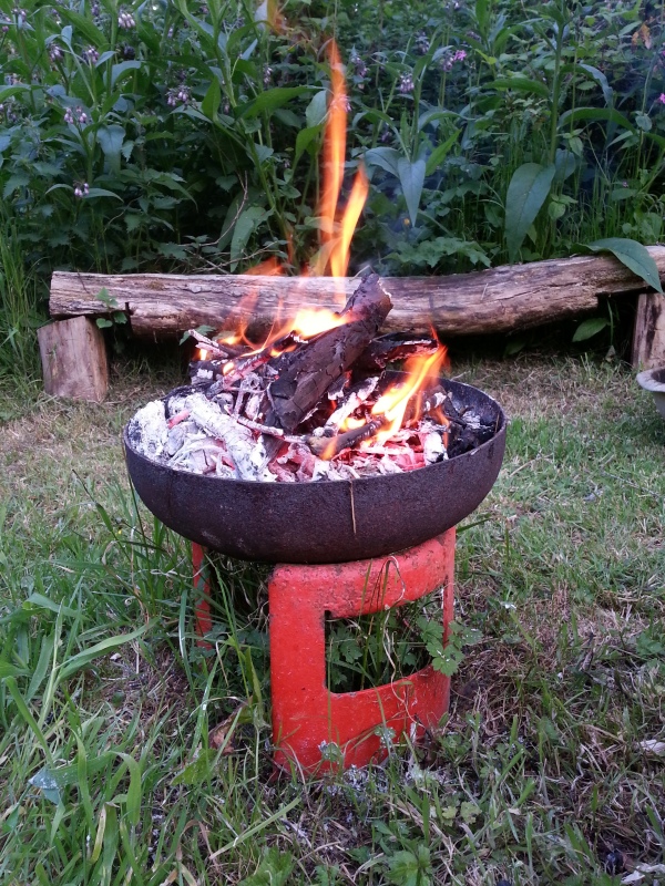 japanese knotweed burnt